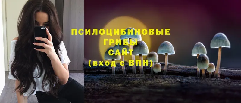 Галлюциногенные грибы Magic Shrooms  дарнет шоп  Судогда 